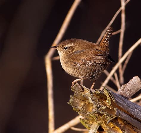 Bev's Nature Blog: Winter Wren