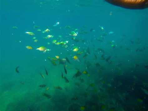 H E L L O ♥ K I M M Y : Snorkeling at Hundred Islands Coral Garden