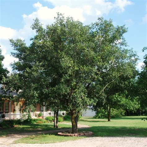 Live Oak Tree - Dallas, Texas - Treeland Nursery