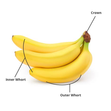 Banana Buying Guide: Stages, Anatomy, Color Chart | US Foods