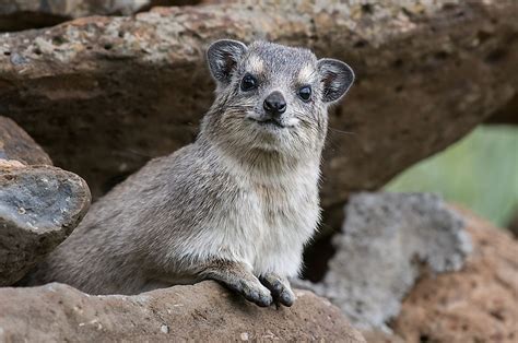 Hyrax Facts: Animals of Africa - WorldAtlas