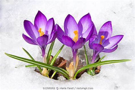 Stock photo of Purple Crocus (Crocus angustifolius) flowers emerging through snow in ...