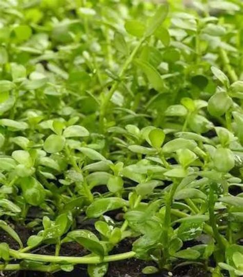 Brahmi bacopa Monnieri SEEDS, Organic - Etsy