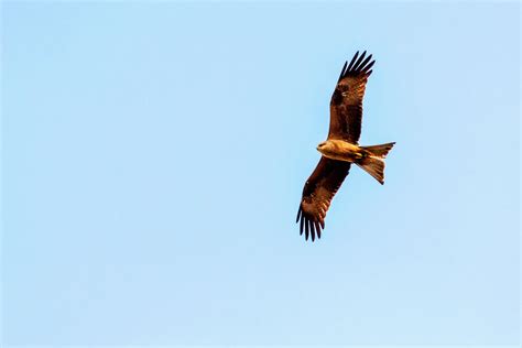 Black Kite Flying 1 Free Photo Download | FreeImages