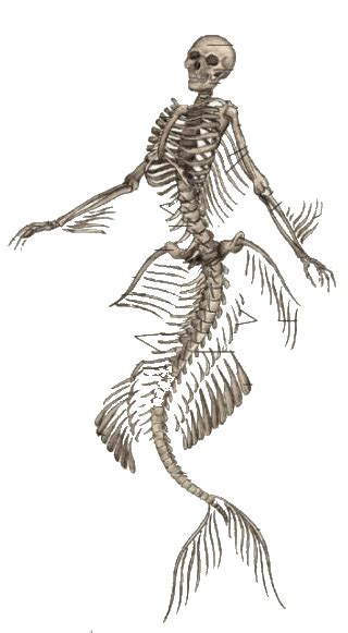 Mermaid skeleton | Ideias