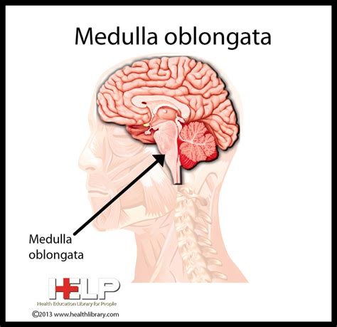 9 best images about Medulla Oblongata on Pinterest | Respiratory system ...