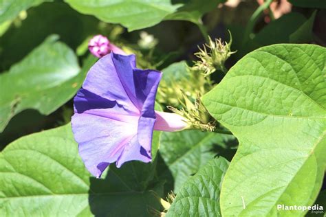 Moonflower Vine, Ipomoea alba - How to Grow and Care for Moon Vine ...