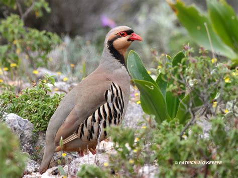 Raw Birds: CHUKAR PARTRIDGE (Alectoris chukar subspecies A. c. cypriotes) Moni Katholikou (Agiou ...