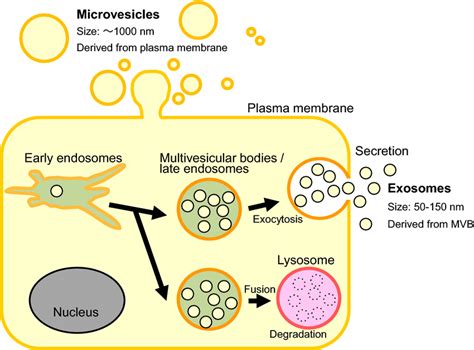 Types of extracellular vesicles. Extracellular vesicles (EVs) are ...