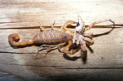 How Often Do Scorpions Eat? (Diet and Feeding Frequency) | ExoPetGuides