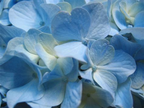 🔥 [40+] Blue Hydrangea Wallpapers | WallpaperSafari