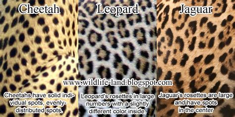 Wildlife Photos: Leopard vs. Cheetah (The Difference)