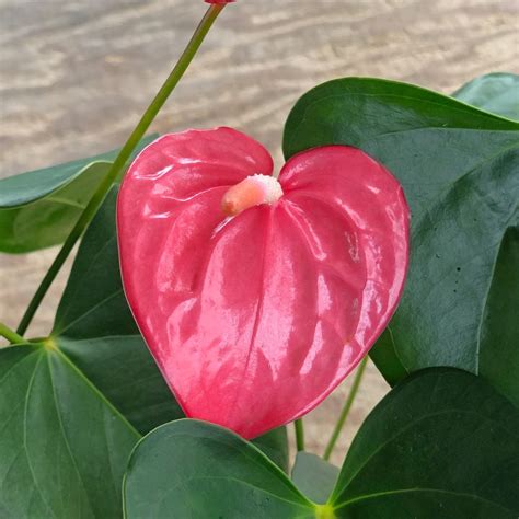 Pink 'Tulip' Anthurium Plant