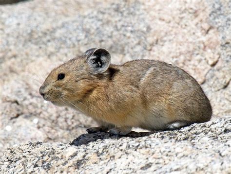 Pika on Mt Evans