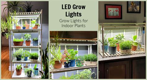 LED Grow Lights: The Best System for Indoor Plants