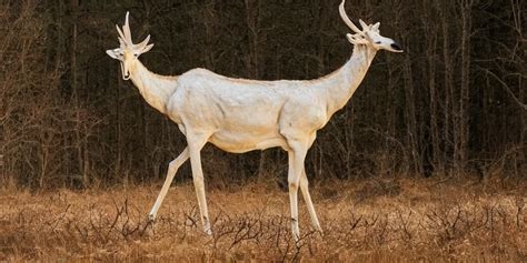 a beautiful long necked albino elk like creature with | Stable Diffusion