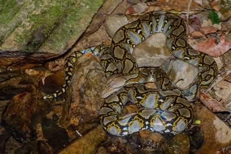 Reticulated python (Malayopython reticulatus)