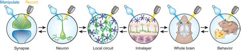 Optogenetics can be applied at all levels of brain function. A variety ...