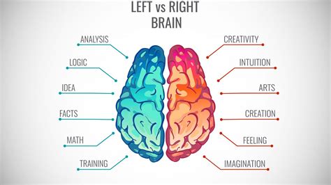 How Do the Right and Left Brain Hemispheres Process Emotion