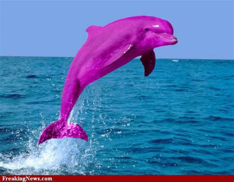 Pink Dolphin Wallpaper - WallpaperSafari