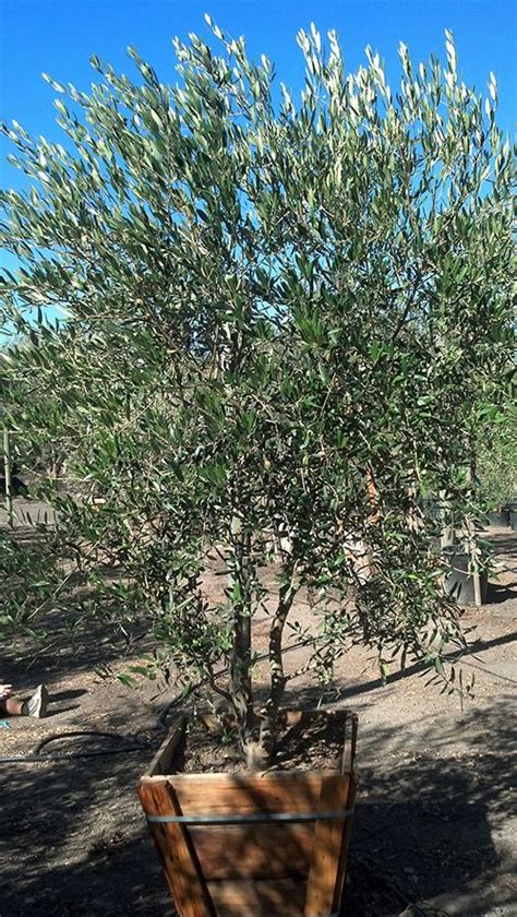 Fruitless Olive Trees Farm Nursery California | Olive trees landscape ...