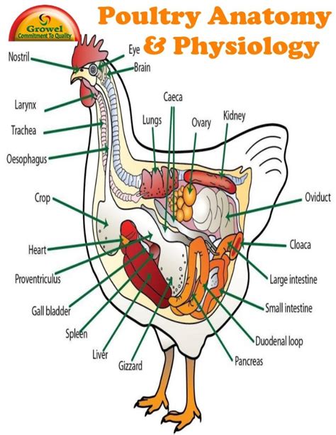Rooster Anatomy - Anatomical Charts & Posters
