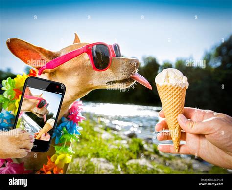 Ice cream licking dog hi-res stock photography and images - Alamy