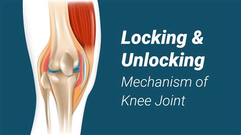 Locking and Unlocking Mechanism of Knee Joint - YouTube