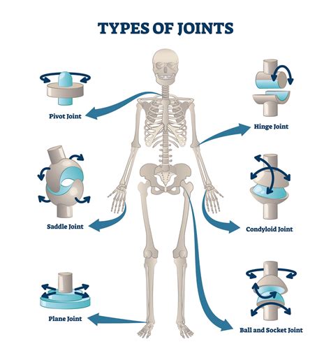 Joints and Movement