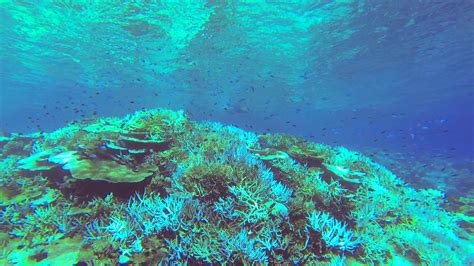 An underwater view of a coral reef of a tropical island. 2644138 Stock Video at Vecteezy