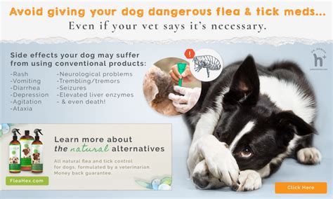 What flea products are the safest—orals, spot-ons, or washes? - Petsynse