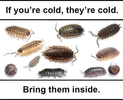 "If you're cold, they're cold Isopod Meme" by TMPS | Redbubble