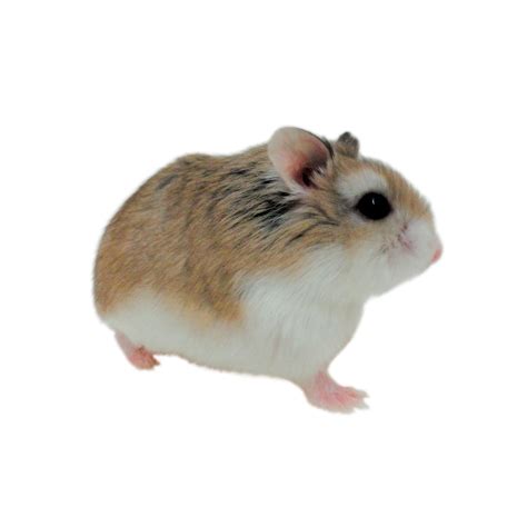 Roborovski Hamsters for Sale | Robo Dwarf Hamsters for Sale | Petco