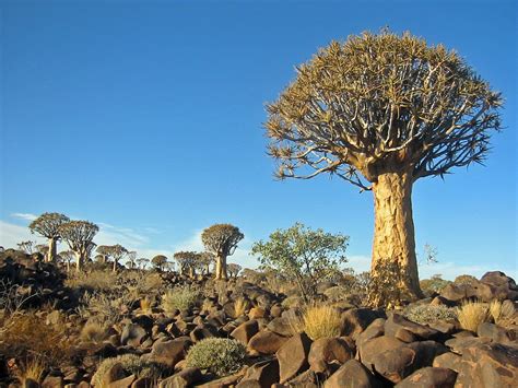 File:Kokerboom Forest Namibia.jpg - Wikimedia Commons