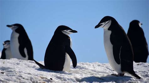 New Research Suggests Penguins Originated In Australia, New Zealand : NPR