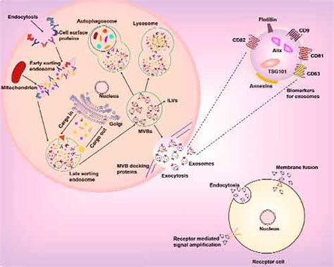 Exosome Therapy - Viezec Stem Cell Institute