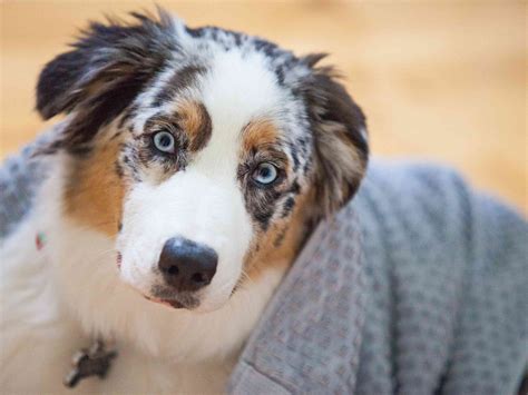 10 Dog Breeds With Blue Eyes