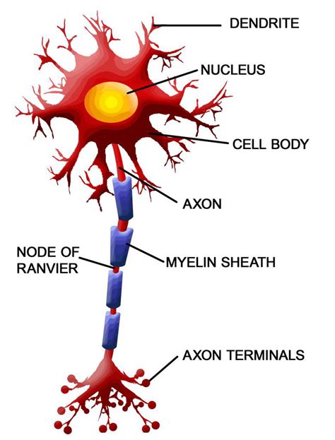 the nervous system (lesson 0398) - TQA explorer