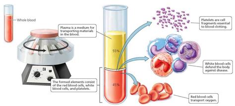 Composition of Blood