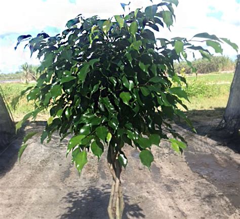 Ficus Benjamina Braided | Calloway's Nursery