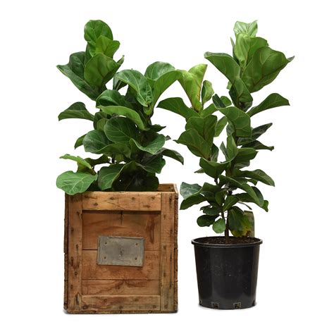 Fiddle Leaf Fig