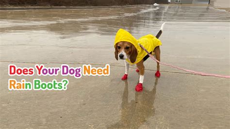 Does Your Dog Need Rain Boots? – PawzDogBoots