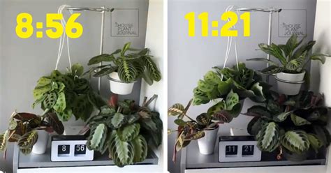 Watch Plant Time Lapse Videos to See How They Move Each Day