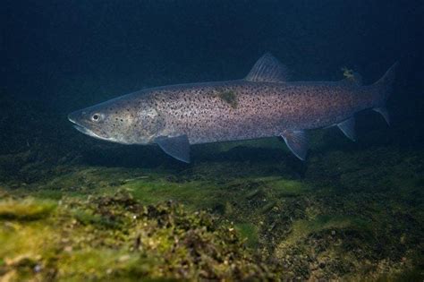 Huchen The Danube Salmon. As an entertaining angler it very… | by FISHSURFING Travel Inspiration ...