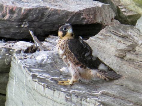 Grandfather Mountain celebrates peregrine falcon nesting - Grandfather ...