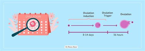 Ovulation Induction - Dr Reza Nasr