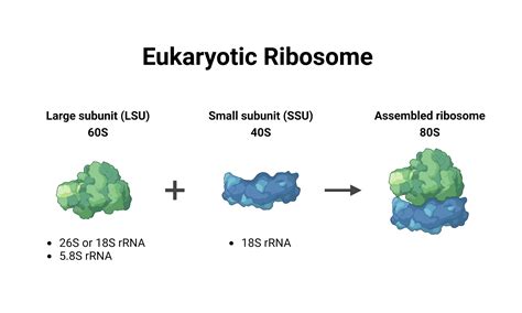 Eukaryotic Ribosome | BioRender Science Templates