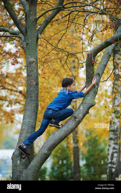 boy climbs up the tree in park Stock Photo - Alamy