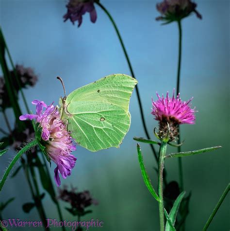 Brimstone butterfly photo WP16137