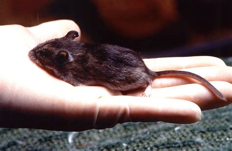 Free picture: sterile, latex, gloved, hand, holding, unknowndeer, mouse, genus, peromyscus